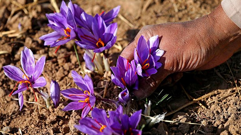 زعفران ایرانی هم به «سرنوشت» پسته و فرش ایرانی دچار شده است